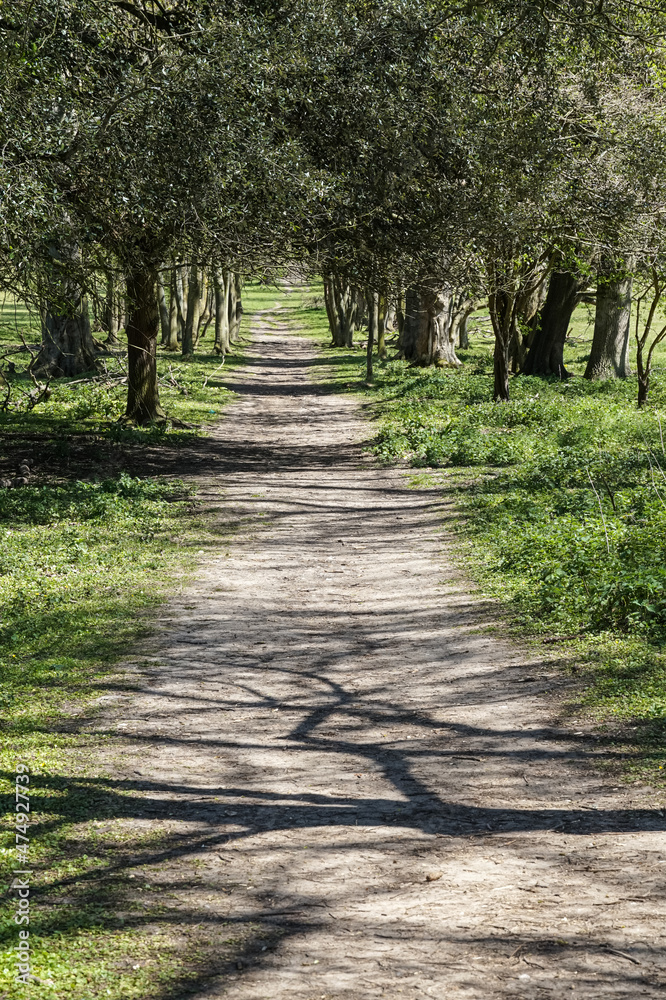 Pathway among trees in springtime on sunny day