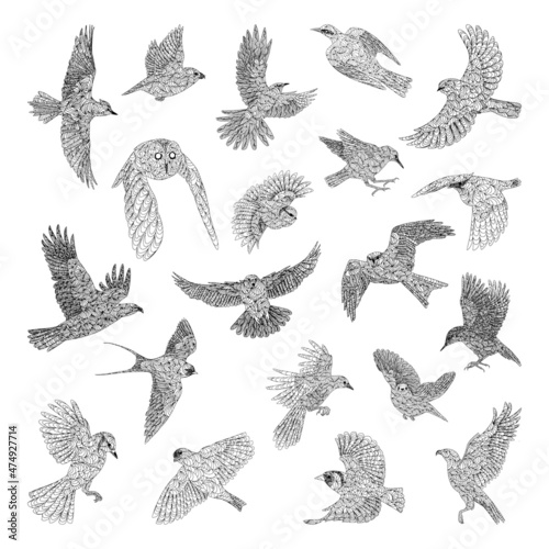 Collection of monochrome illustrations of birds in sketch style. Hand drawings in art ink style. Black and white graphics.