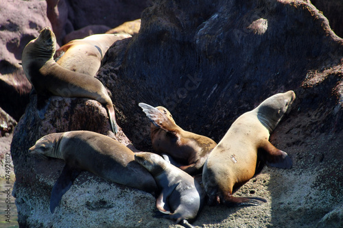 California sea lion basks in the sun on the coast of Isla Espiritu Santo, Baja California Sur, Mexico