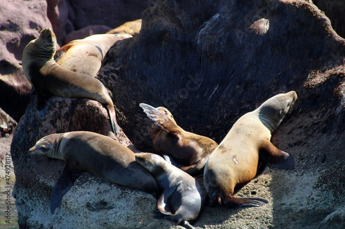 California sea lion basks in the sun on the coast of Isla Espiritu Santo, Baja California Sur, Mexico photo