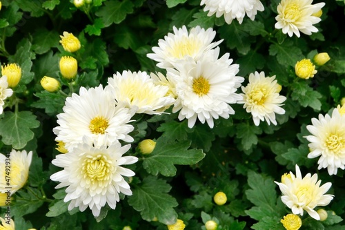 White daisy or marguerite daisy  is a perennial plant known for its flowers. Beautiful garden flower. Flower background.
