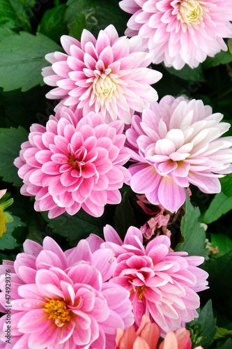 Red and pink Dahlia flowers. Dahlia pinnata is a species in the genus Dahlia  family Asteraceae  with the common name garden dahlia. It is the type species of the genus and is widely cultivated.