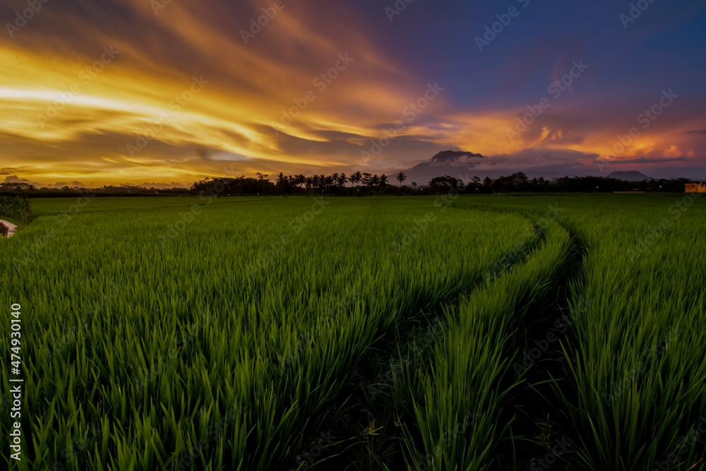 Sunset over the green rice fields, beautiful sunset Sunset over the green rice fields, beautiful sunset