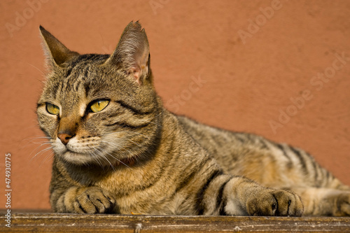 Kater liegt auf einem Holztisch photo