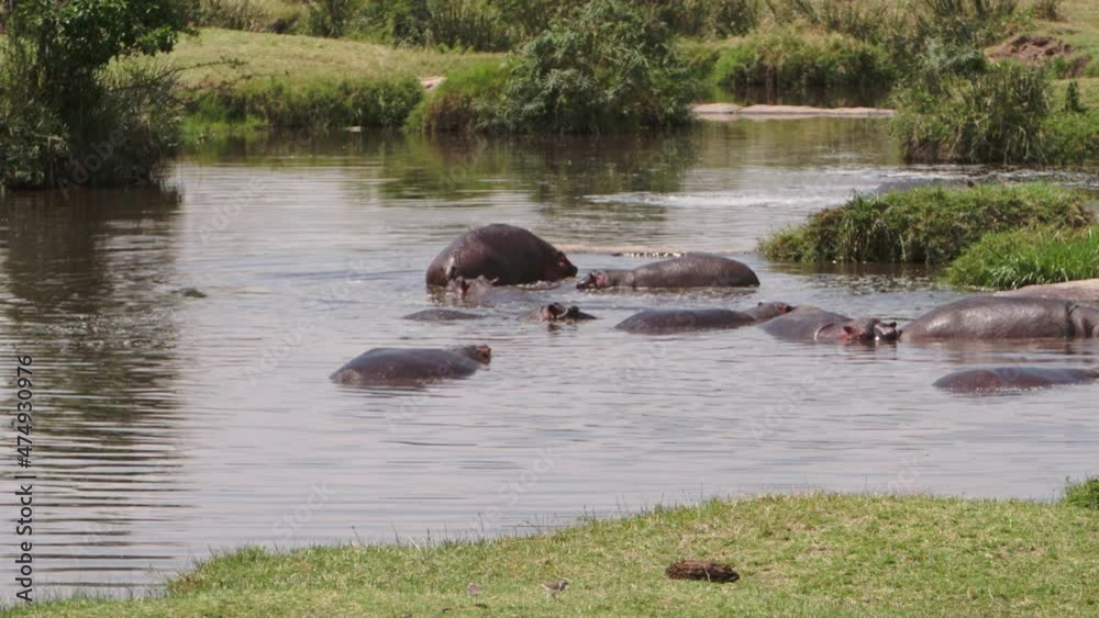 A group of old hippos (Hippopotamus amphibius) swimming around in a dirty and clouded lake. The animals swim to prevent their large bodies from overheating, only their heads and backs stick out. A group of old hippos (Hippopotamus amphibius) swimming around in a dirty and clouded lake. The animals swim to prevent their large bodies from overheating, only their heads and backs stick out.