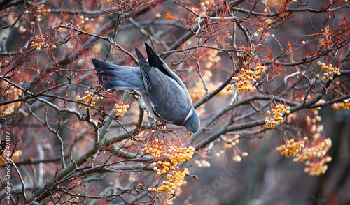 Pigeons eating the winter berries © Stephen