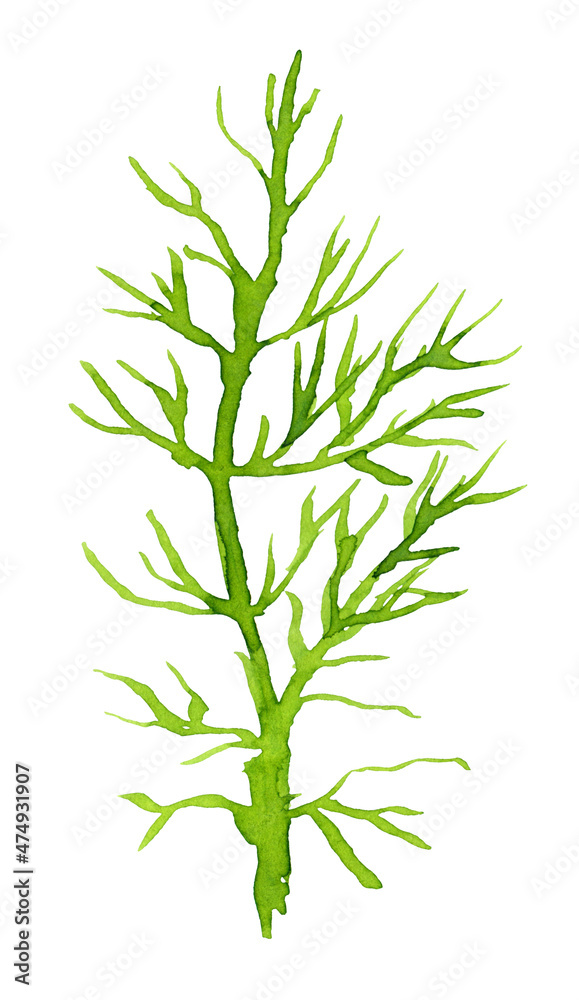 Watercolor background with dill: dill leaves and seeds. Herbs and spices. Watercolor background with dill: dill leaves and seeds. Herbs and spices.