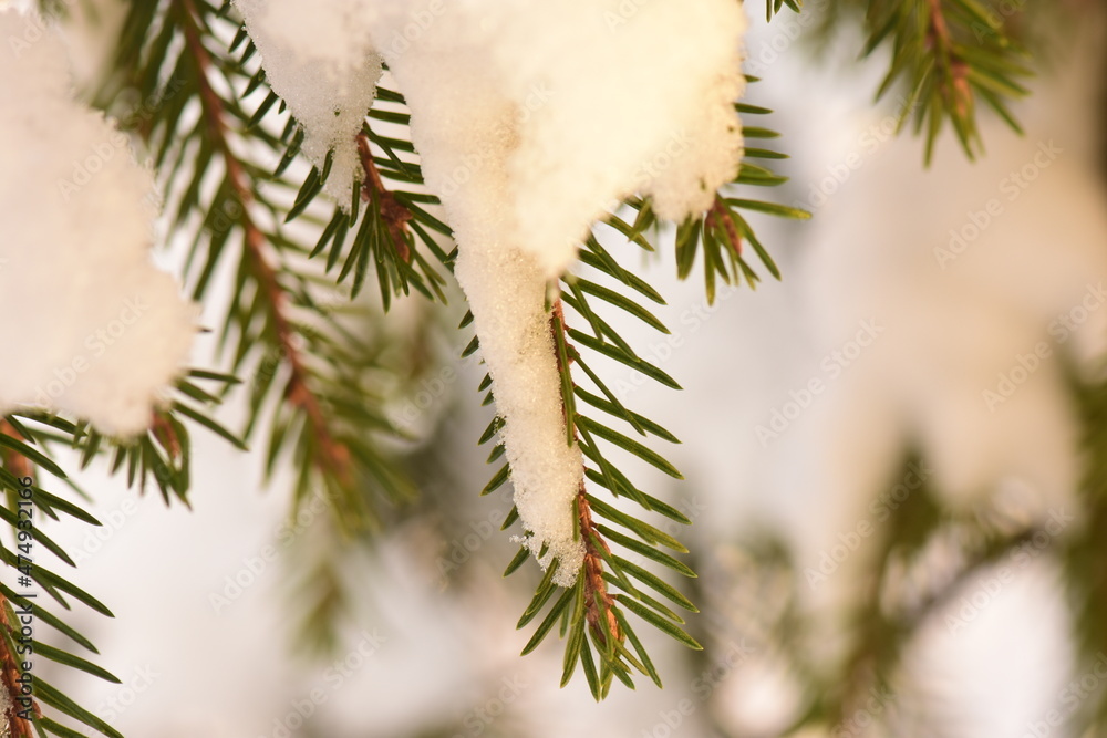 Winter snowy spruce branches in the morning sunlight