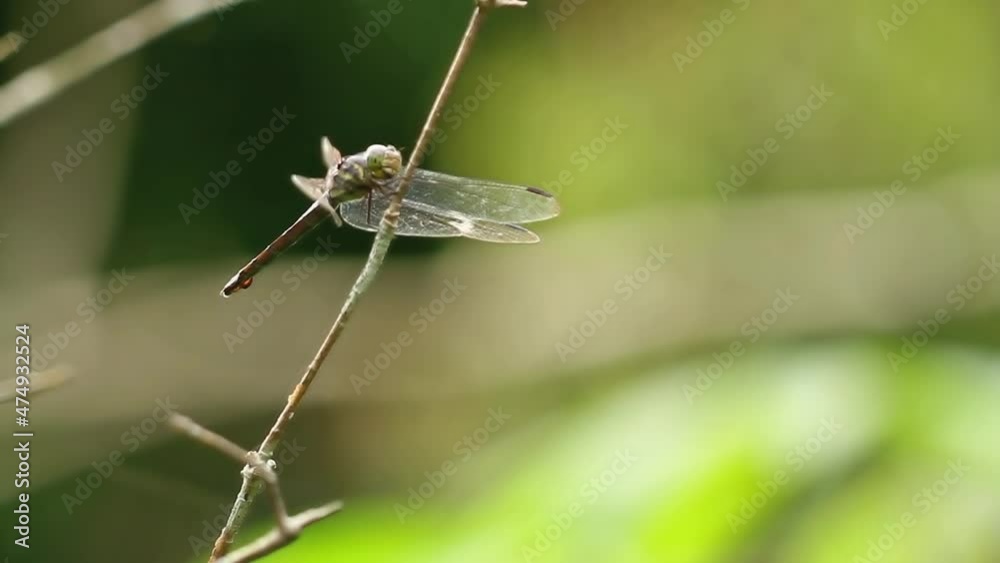 A dragonfly whose body is green, has thin transparent wings, blurred green leaves background, nature concept A dragonfly whose body is green, has thin transparent wings, blurred green leaves background, nature concept