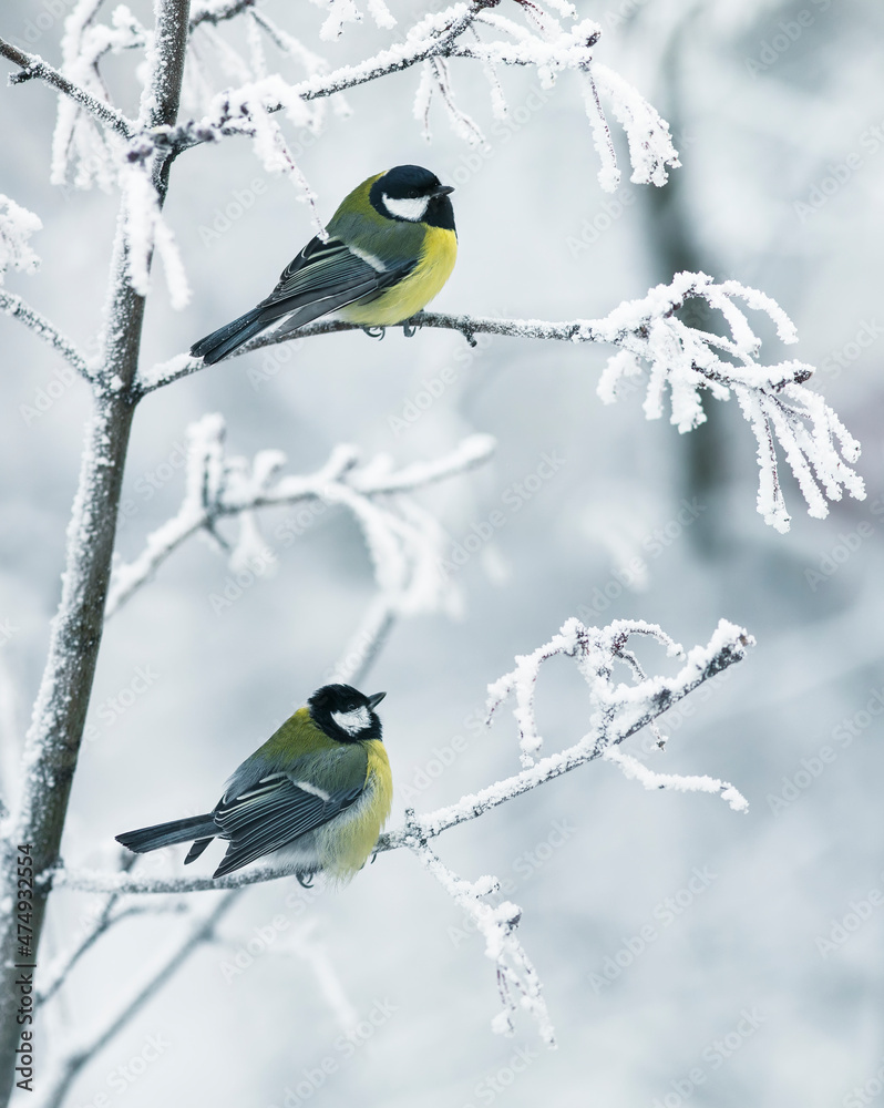 Fototapeta premium vertical background with two beautiful chickadee birds sitting on snow-covered branches in a winter park