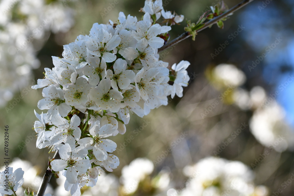 Obraz premium Kirschblüten