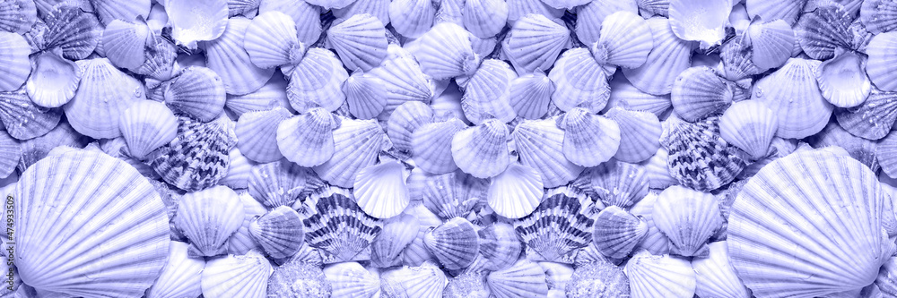 A pattern of seashells. Marine Background. Shell layout. Text background. banner A pattern of seashells. Marine Background. Shell layout. Text background. banner