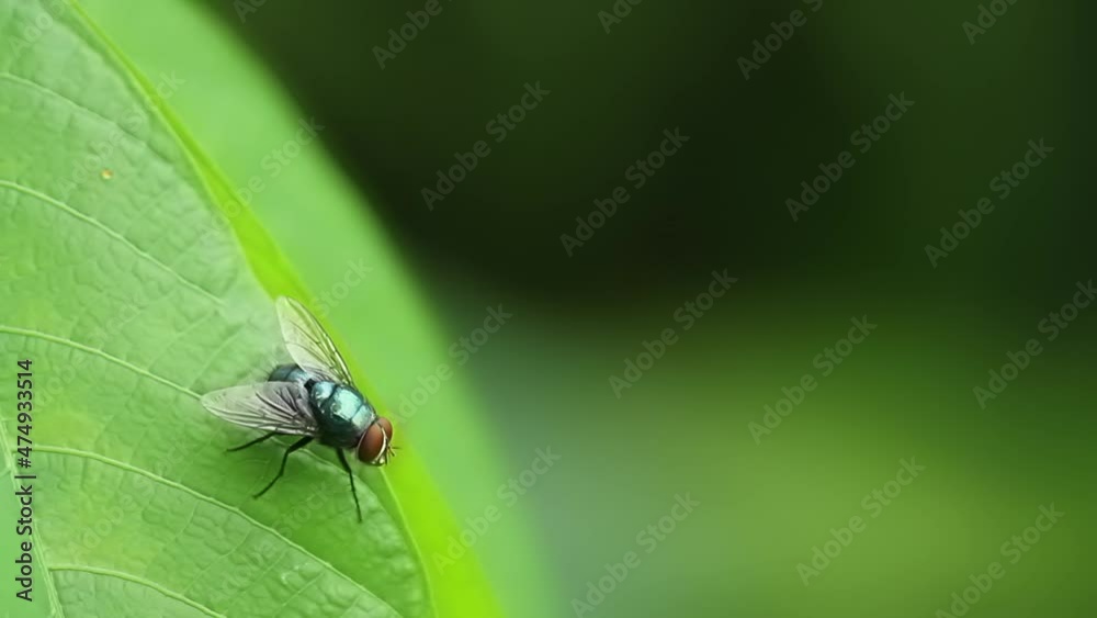 A fly whose body is blackish green slightly shiny, has thin transparent wings, blurred green leaves background, nature concept A fly whose body is blackish green slightly shiny, has thin transparent wings, blurred green leaves background, nature concept