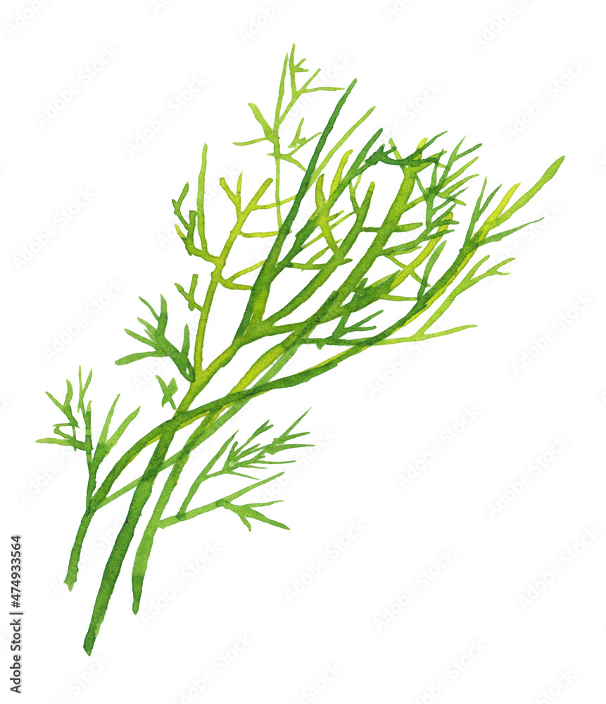 Watercolor background with dill: dill leaves and seeds. Herbs and spices