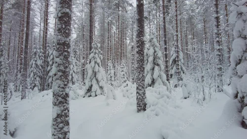 Walking in a snowy forest with light snowfall. Stabilized shot slow walking. Snow covered beautiful pine and spruce trees. Walking in a snowy forest with light snowfall. Stabilized shot slow walking. Snow covered beautiful pine and spruce trees.