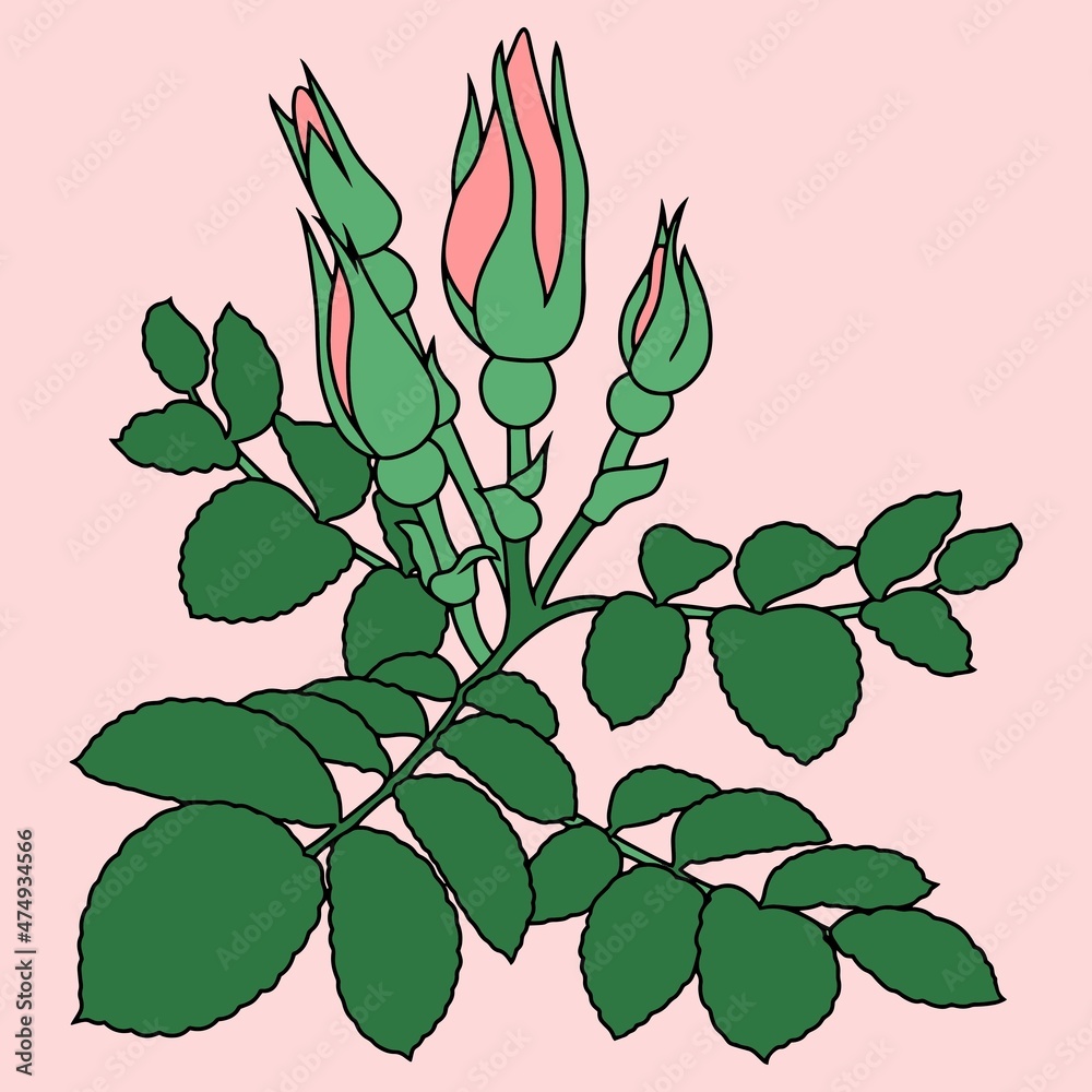Rose branch, pink rosehip with buds and green leaves , drawing with one line, vector illustration, design element Rose branch, pink rosehip with buds and green leaves , drawing with one line, vector illustration, design element