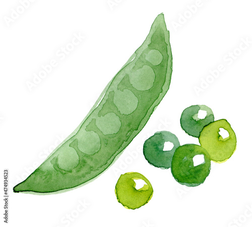 Pea pod. Hand drawn watercolor painting on white background