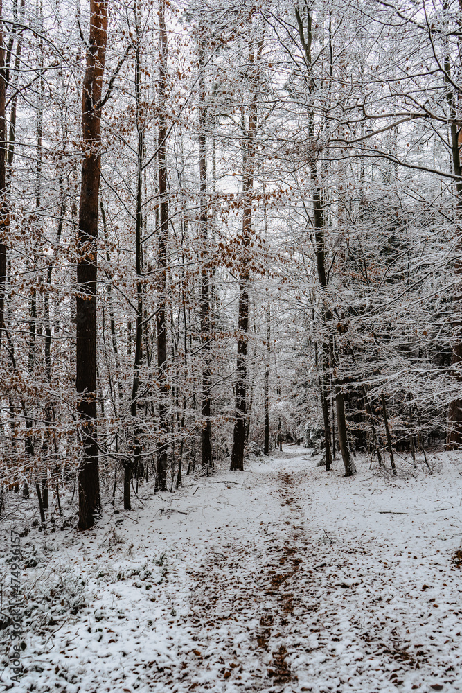 Fototapeta premium Trail in forest with snow and red autumnal leaves.First snow in December.Beautiful silence morning,tranquility,nobody.Snow covered trees.Magical winter landscape.Path between snowy fir and beech trees