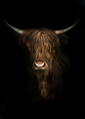 Deken met foto Schotse hooglander Portret van een hooglander stier geïsoleerd  © Nicole