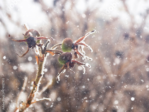 Plants covered with snow, winter. © Наталья Майшева