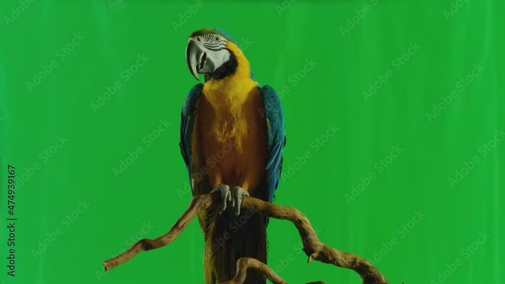 Blue and Yellow parrot macaw ( Ara Ararauna ) flying or standing on branch on green screen background . Shot on ARRI Alexa cinema camera in Slow Motion .	