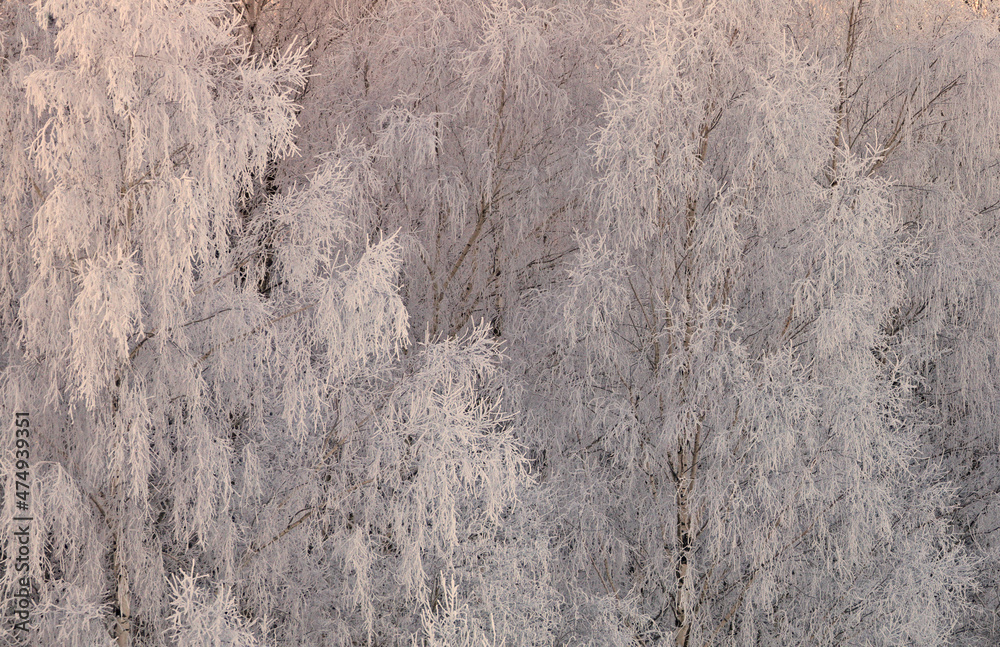 White frost on trees at cold februaury morning White frost on trees at cold februaury morning