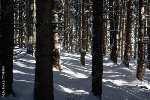 a lot of fresh snow in the spruce forest at a sunny winterday in december on the mountains