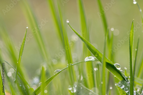 dew drops on grass leaf. Close up in nature. Natural green background botanical scene. Outdoor gardening rain drops on grass. 