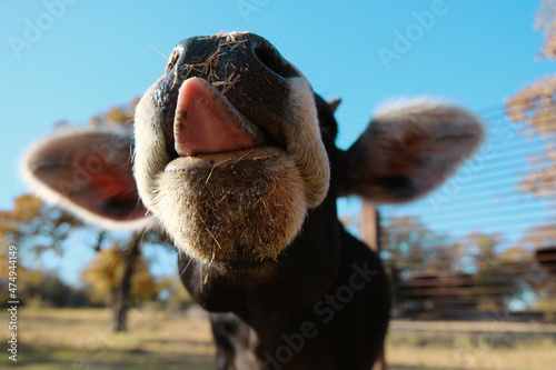 Funny cow face closeup with tongue out in shallow depth of field. © ccestep8