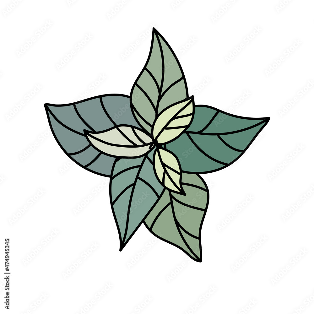 mint drawing flat vector illustration