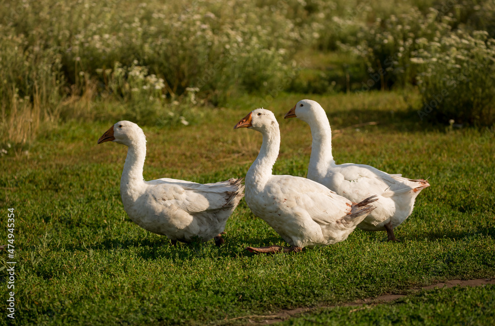 Geese and ducks walk on the grass in a green meadow in the pasture. Livestock raising and farming in the village. Geese and ducks walk on the grass in a green meadow in the pasture. Livestock raising and farming in the village.
