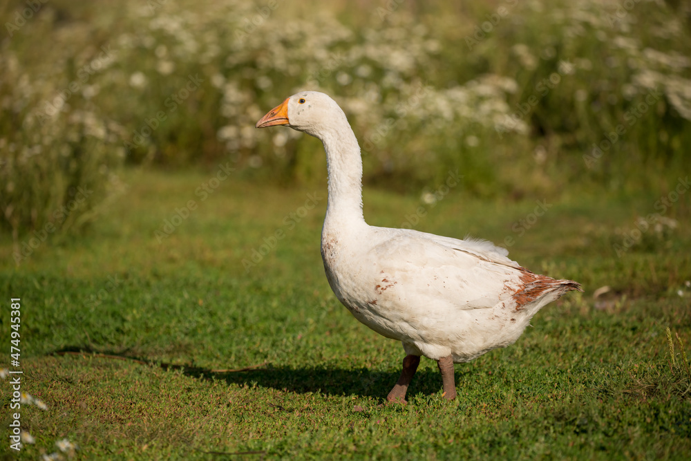 Geese and ducks walk on the grass in a green meadow in the pasture. Livestock raising and farming in the village. Geese and ducks walk on the grass in a green meadow in the pasture. Livestock raising and farming in the village.