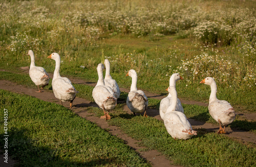 Geese and ducks walk on the grass in a green meadow in the pasture. Livestock raising and farming in the village.
