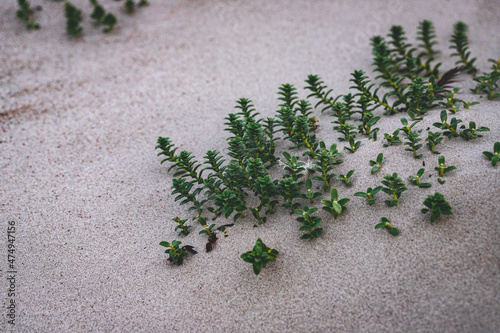 Fototapeta Naklejka Na Ścianę i Meble -  green grass in sandy Baltic sea beach