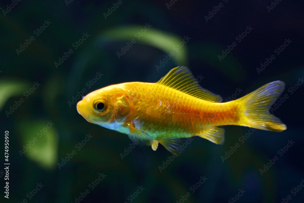 Goldfisch / Goldfish / Carassius auratus Goldfisch / Goldfish / Carassius auratus