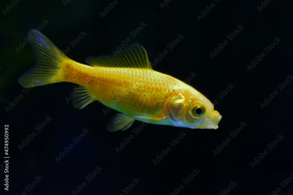 Goldfisch / Goldfish / Carassius auratus Goldfisch / Goldfish / Carassius auratus