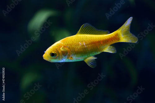 Goldfisch / Goldfish / Carassius auratus
