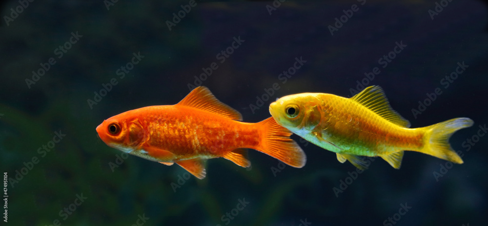 Naklejka premium Goldfisch / Goldfish / Carassius auratus