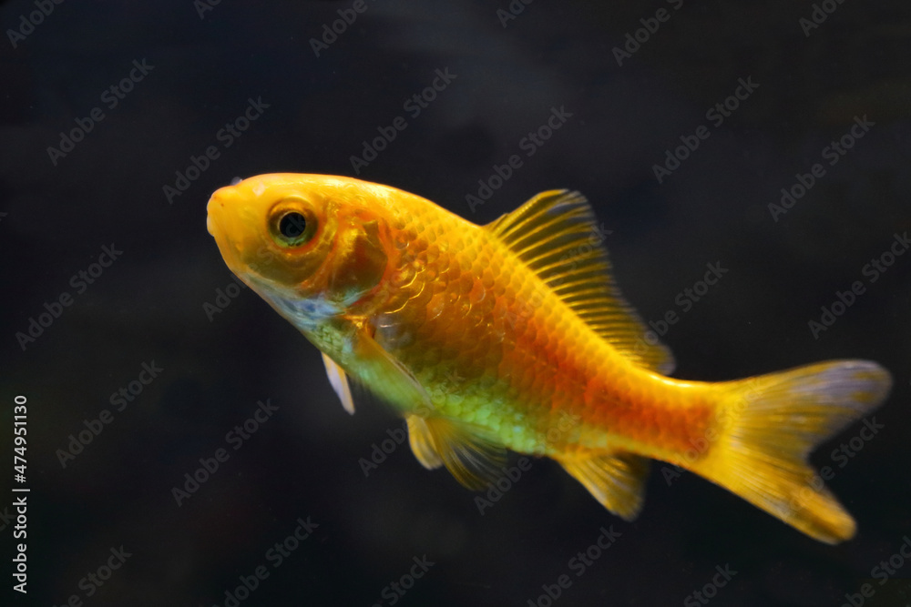 Goldfisch / Goldfish / Carassius auratus Goldfisch / Goldfish / Carassius auratus