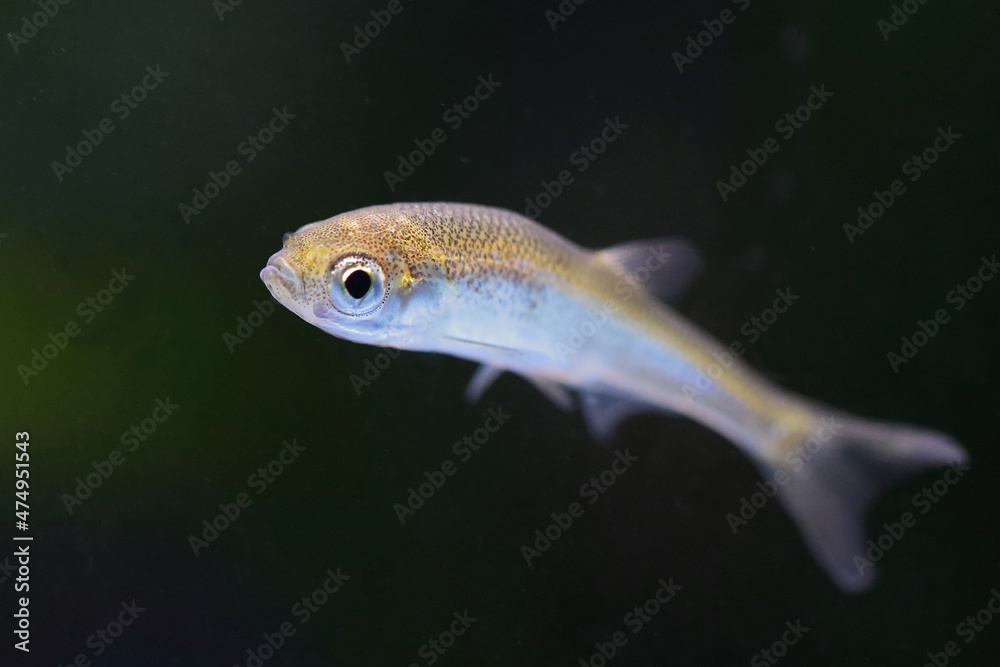 Moderlieschen / Sunbleak / Leucaspius delineatus Moderlieschen / Sunbleak / Leucaspius delineatus