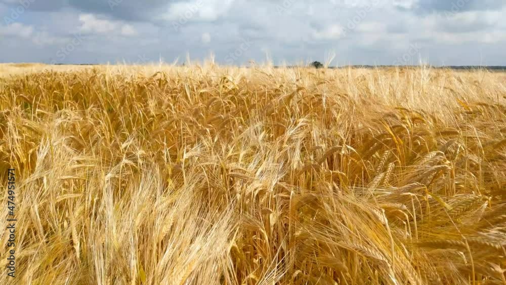 Wheat Field under blue sky in sunny summer day. Golden wheat field blowing by the wind. Nature landscape