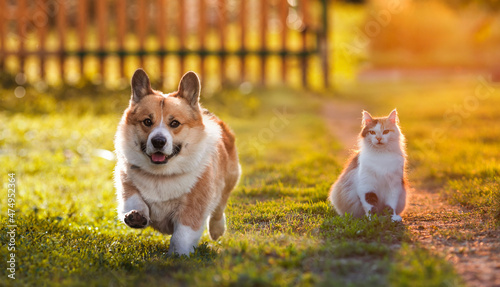 cute fluffy cat sitting on the grass in a sunny summer garden and looks at a running corgi dog