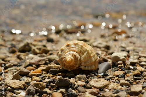 Seashell on the river bank. The background image.