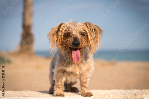 Cute Yorkshire terrier dog at beach in summer with tongue out heated doggy © Pb