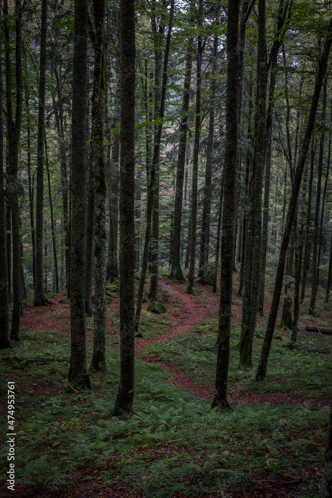 Fototapeta premium Black Forest