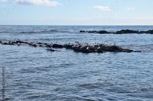 Seagulls on sea rocks  in Mijas beach, Malaga, Spain.