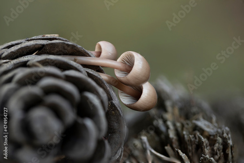 Close up beautiful bunch mushrooms color light in the tree background texture. Macro Photography View. photo