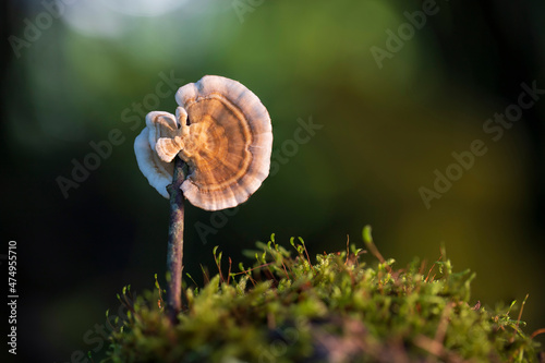 Close up beautiful bunch mushrooms color light in the tree background texture. Macro Photography View. photo