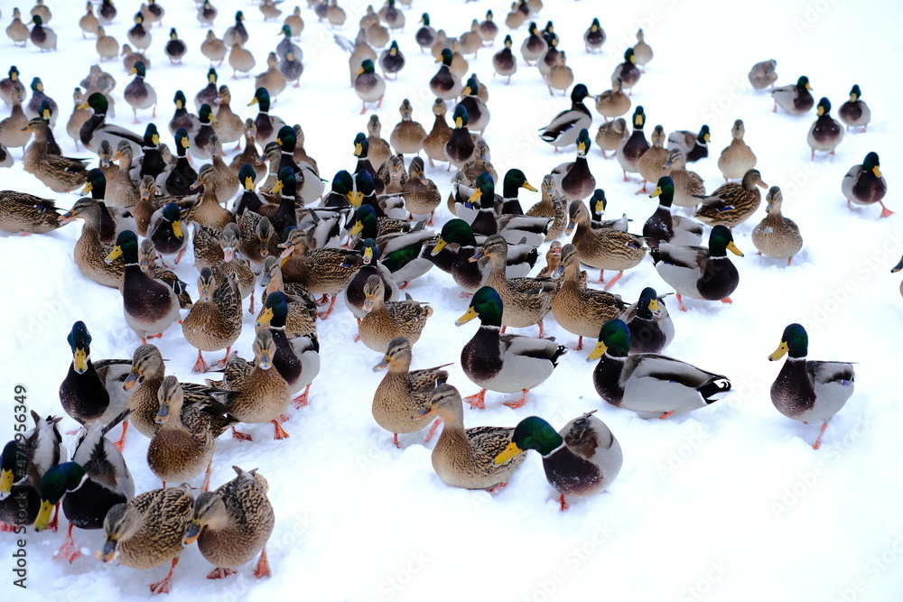 Fototapeta premium Ducks in the winter in the snow