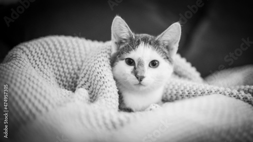 Katze